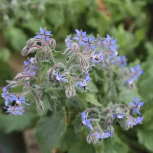 Bourrache officinale bleue