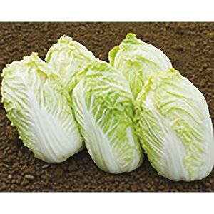 Chou chinois Pé-tsaï