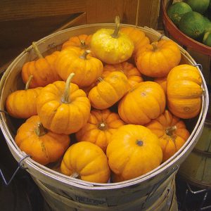 Courge Jack be little