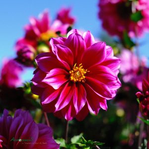 Dalhia Flamboyant