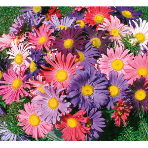 Aster de Chine à fleurs simples