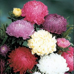 Aster de Chine 'Paeony Aster'