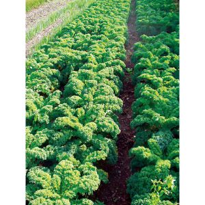 Chou kale