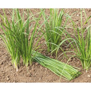 Ciboulail