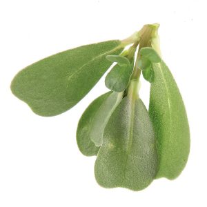 Pourpier d'été